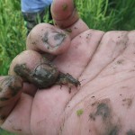 田んぼには色々な生き物が住んでいます。