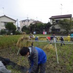 はざ掛けにうつる